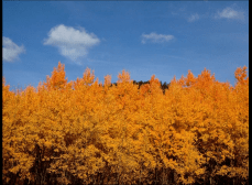 Fall Colors along the Front Range